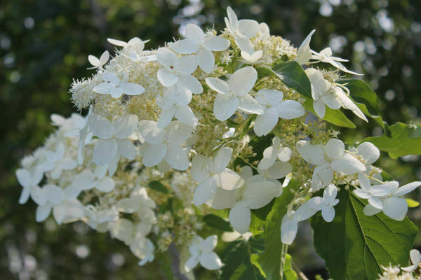 Hydrangea paniculata Jedinstvena