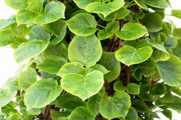 Hydrangea Miranda