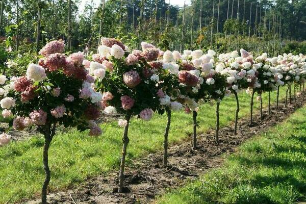 Hydrangea sa isang tangkay