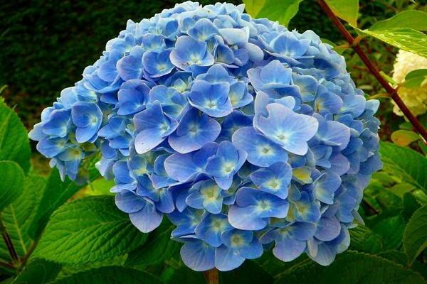 Hortensie Nikko Blau