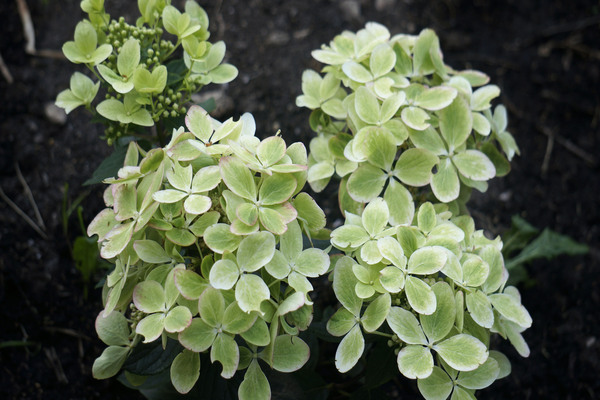 Hydrangea Pastel Green