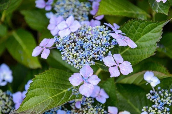 Hydrangea ay may ngipin na Bluebird