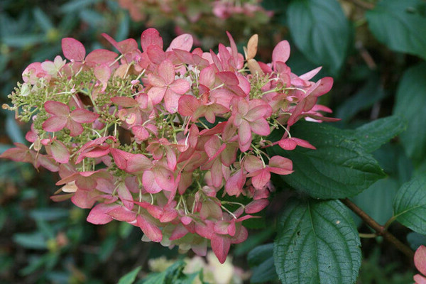 Hortensie Pink Lady