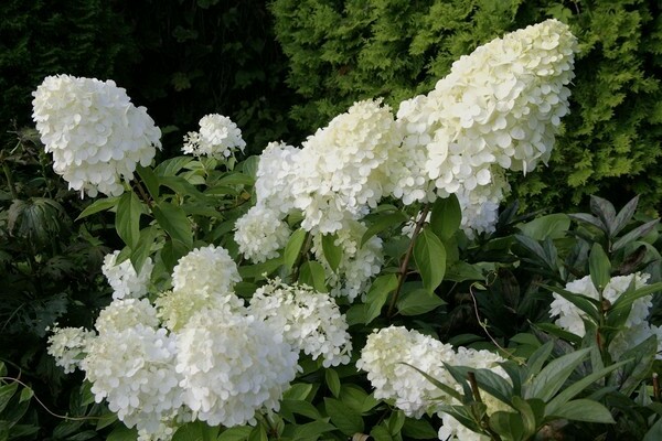 Hortensie Polarbier