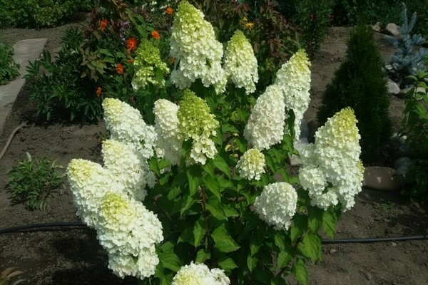 Hortensie Polarbier