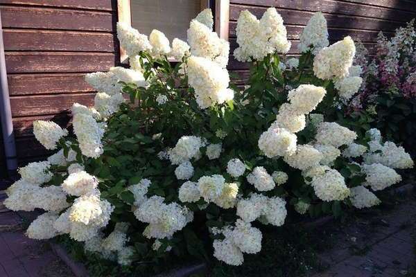 Hydrangea polar bear