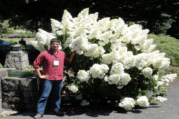 Hydrangea polar bear photo