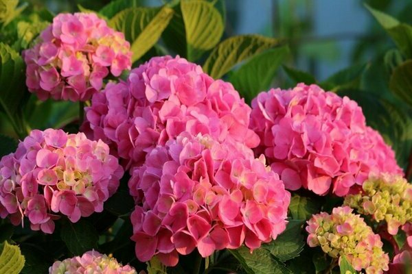 Hydrangea pink