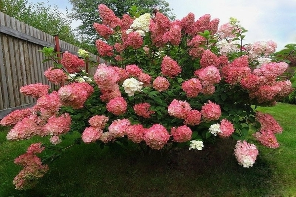 Hortensie Sonntag Pommes