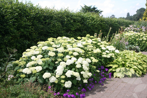 Hortensie Sterilis