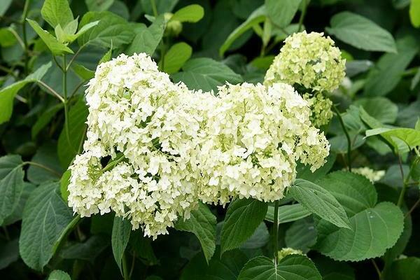 Hortensie Sterilis