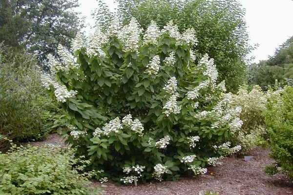 hydrangea Tardiva