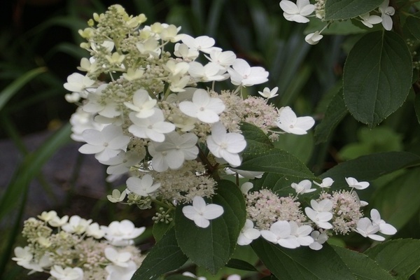 hydrangea Tardiva