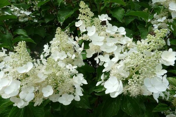 Hortensie Weiße Dame