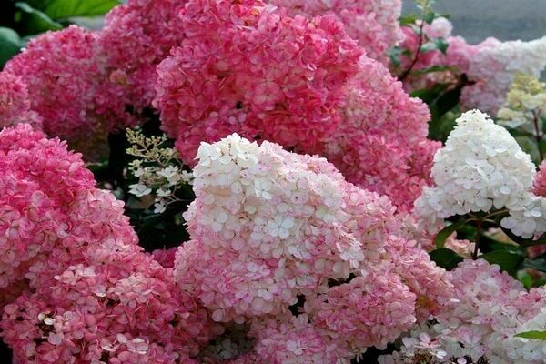 hydrangea Vannila Fraze