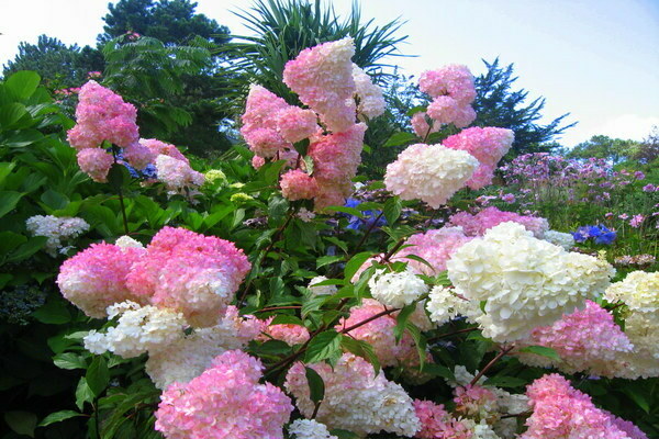 hydrangea Vannila Fraze