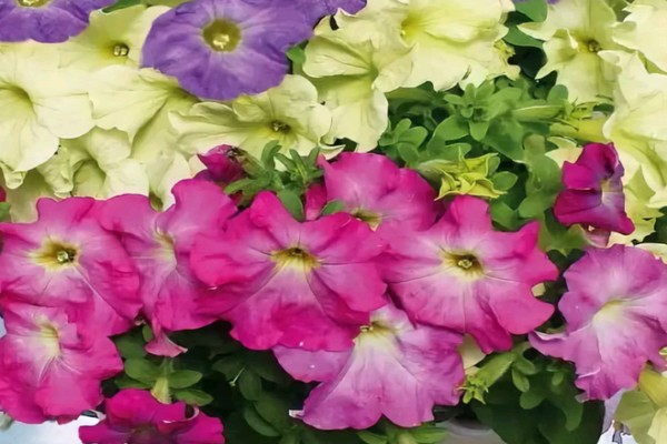 petunia grandiflora prism