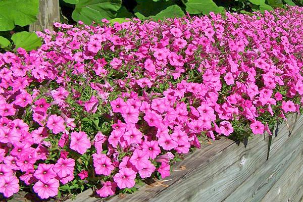 rêves de pétunia grandiflora