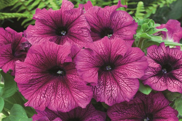 rêves de pétunia grandiflora