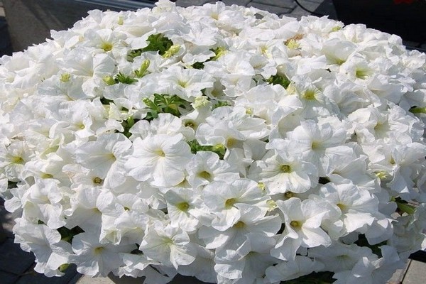 petunia grandiflora limbo gi pi