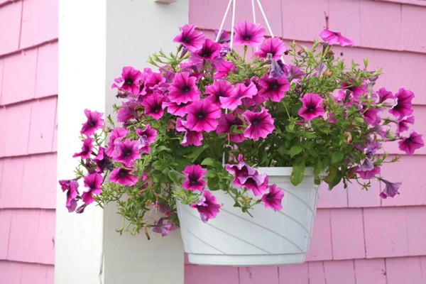 petunia grandiflora