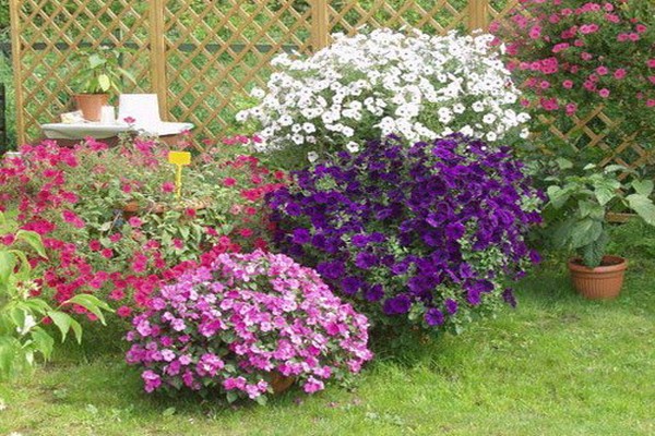 pétunia grandiflora