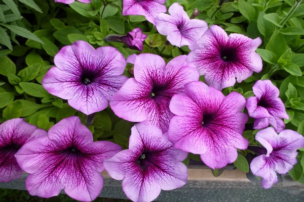 pétunia grandiflora