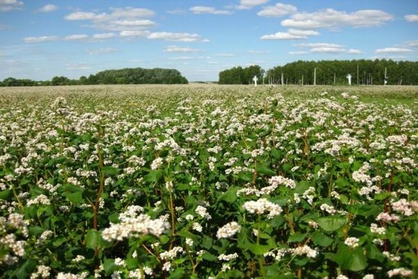 Buckwheat bilang siderat