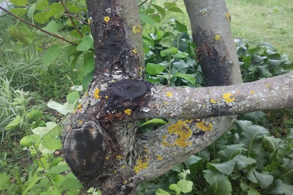 fungi + on the apple tree