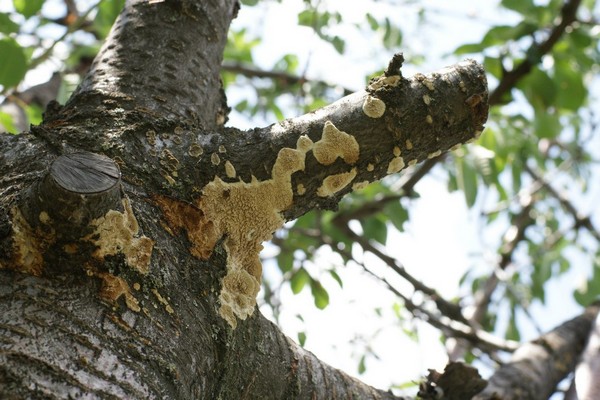 fungi + on the apple tree