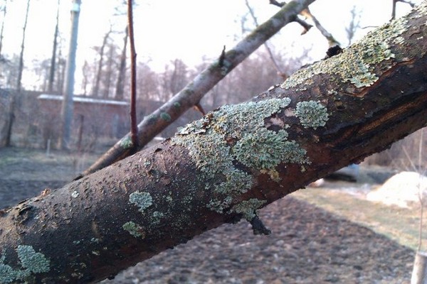 sooty fungus + on an apple tree