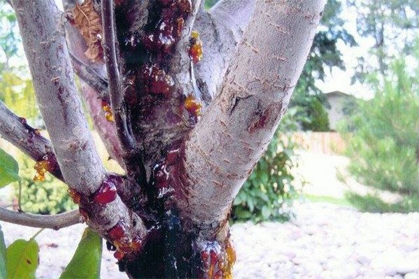 fungus + sa larawan ng puno ng mansanas