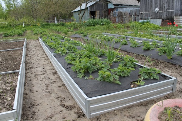 plastic fences + for garden beds