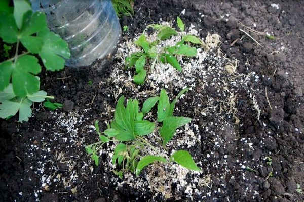 Clematis Tudor Beschreibung