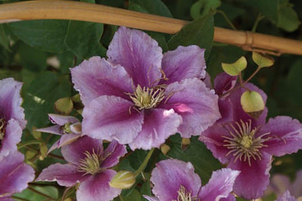 paglalarawan ng clematis chania