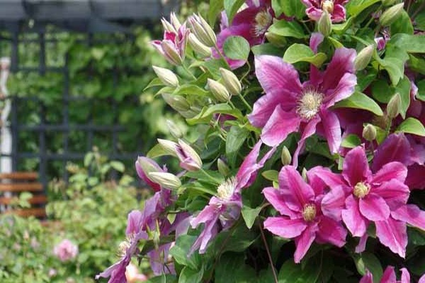 clematis hania photos