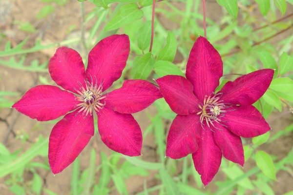 fotografije clematis hania