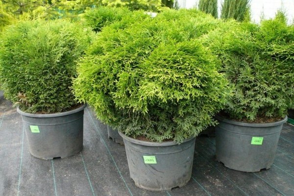 Thuja Western Hoseri