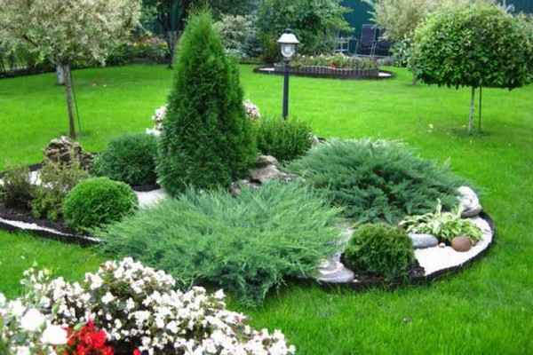 conifers + in landscape design