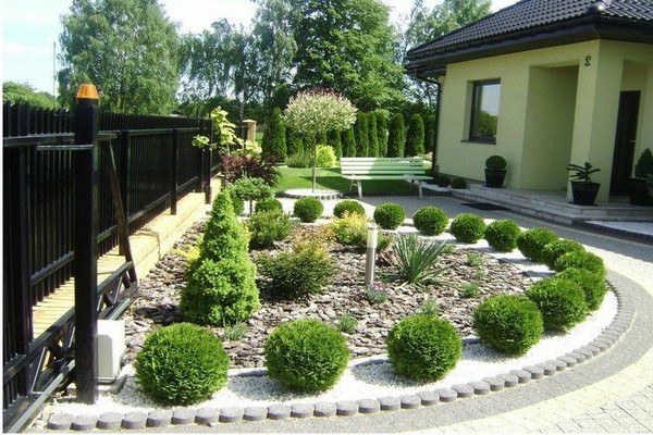 conifers + in landscape design