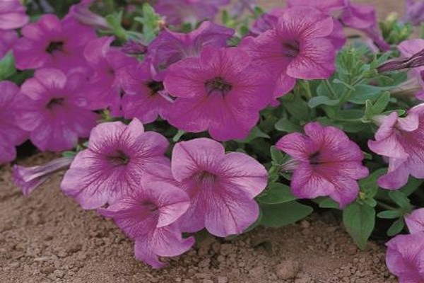 petunia eagle pink