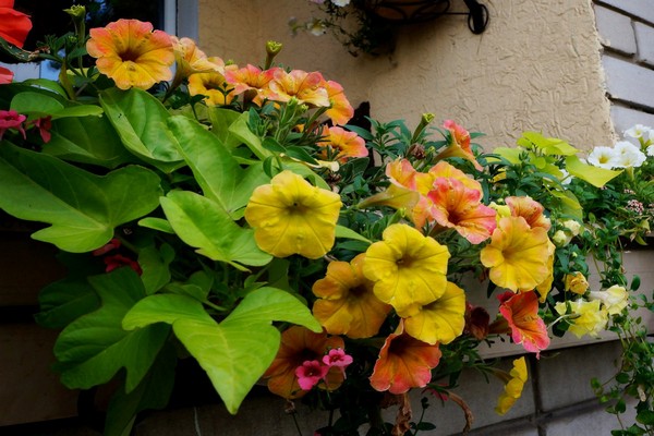 photo of petunia needles