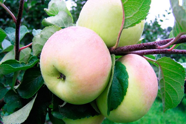 imrus apfelbaum bewertungen