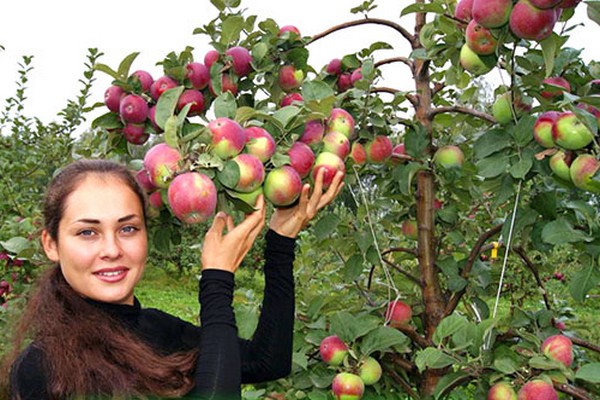 variété de pomme imrus