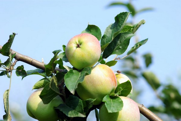 paglalarawan ng puno ng imrus apple