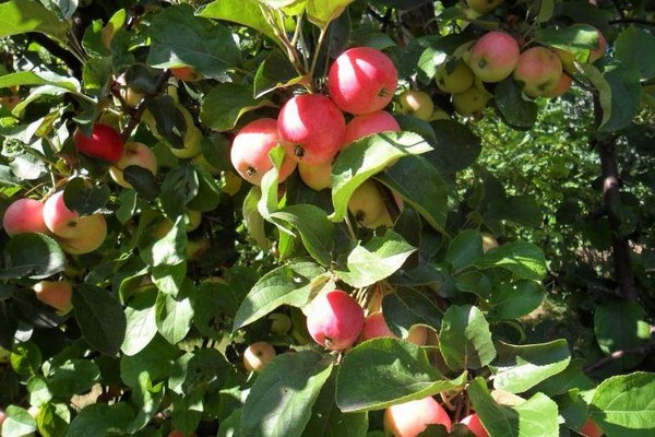 Imrus Apfelbaum Beschreibung Bewertungen