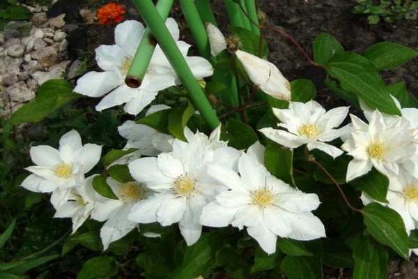 clematis isago fotografija + i opis