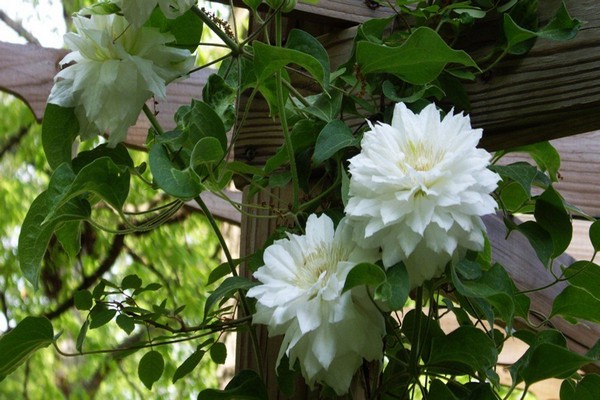 clematis isago fotografija + i opis