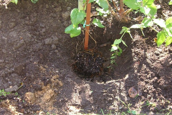 clematis isago opis