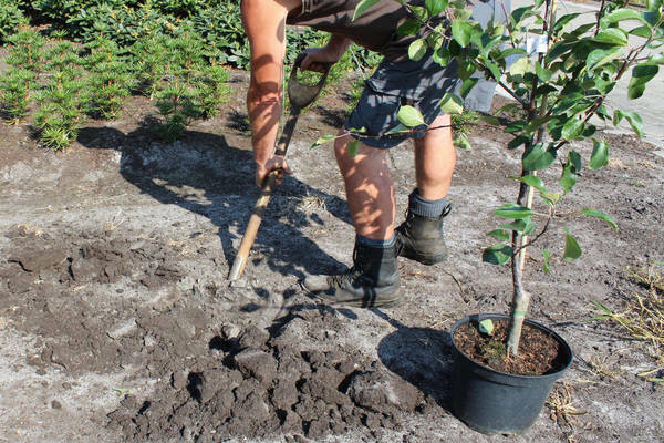 Apfelbaum Red Delicious: Sortenbeschreibung